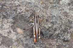 Macrotona australis
