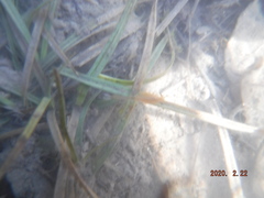 Eubranchipus neglectus