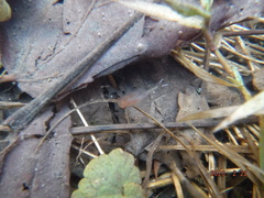 Eubranchipus neglectus