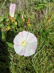 Calystegia macrostegia macrostegia