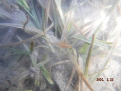 Eubranchipus neglectus