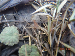 Eubranchipus neglectus