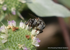 Coelioxys sayi