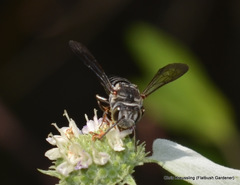 Coelioxys sayi