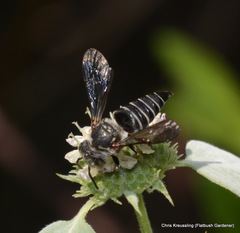 Coelioxys sayi