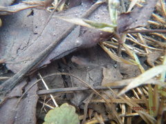 Eubranchipus neglectus