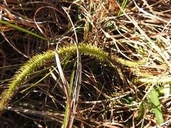 Lycopodiales