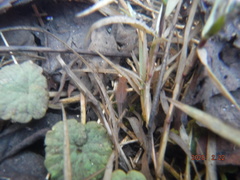 Eubranchipus neglectus