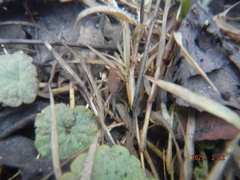 Eubranchipus neglectus