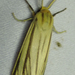 Spilosoma euryphlebium - Photo (c) Robert Taylor, some rights reserved (CC BY), uploaded by Robert Taylor