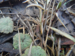 Eubranchipus neglectus