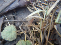 Eubranchipus neglectus