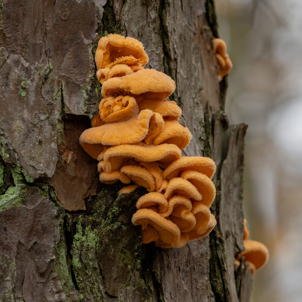 Phyllotopsis nidulans · February 2026 · photo: © kodiakgarden (iNaturalist, cc0)