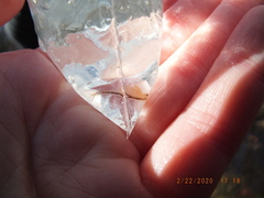 Eubranchipus neglectus