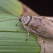 Small-spotted Cockroach - Photo (c) budak, some rights reserved (CC BY-NC), uploaded by budak