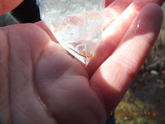 Eubranchipus neglectus