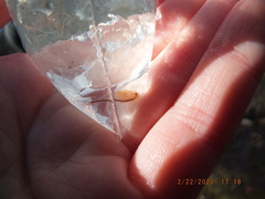 Eubranchipus neglectus