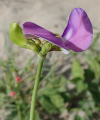 Vigna unguiculata