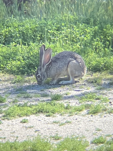 Black-tailed Jackrabbit observed by alex_cicindela_guy