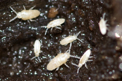 Pseudosinella rolfsi