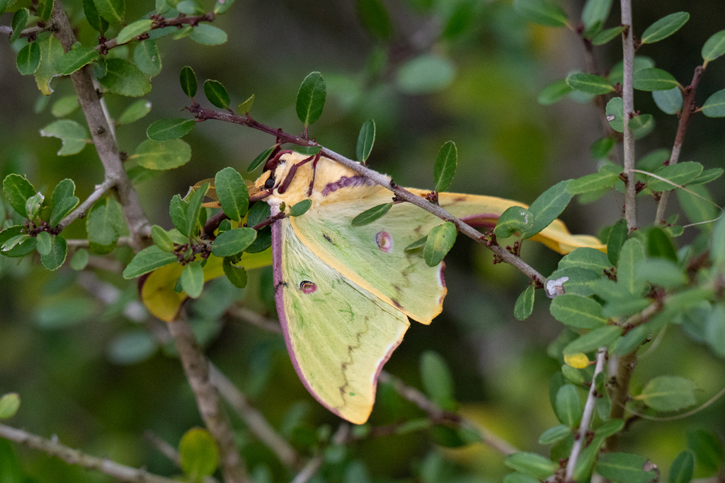 North American Luna Moth from Charleston County, SC, USA on February 28 ...