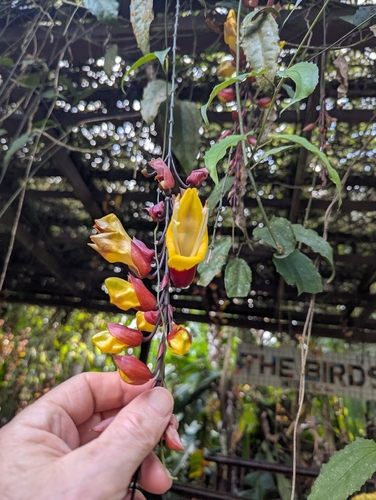 Thunbergia mysorensis (Thunbergia mysorensis)