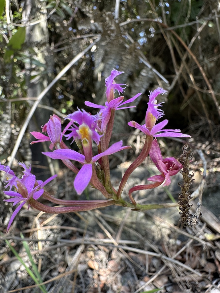 Epidendrum arachnoglossum Rchb.f. ex André 5