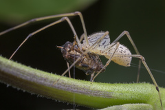Scytodes pallida