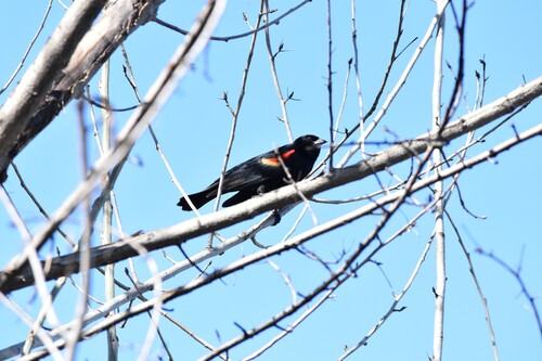 Red-winged Blackbird