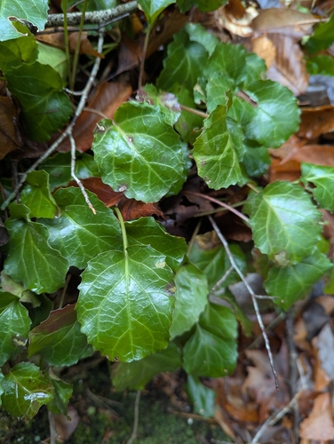 Shortia galacifolia, photograph 6