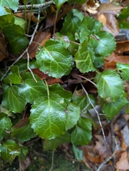 Shortia galacifolia, photograph (c) Alison Northup, some rights reserved (CC BY)