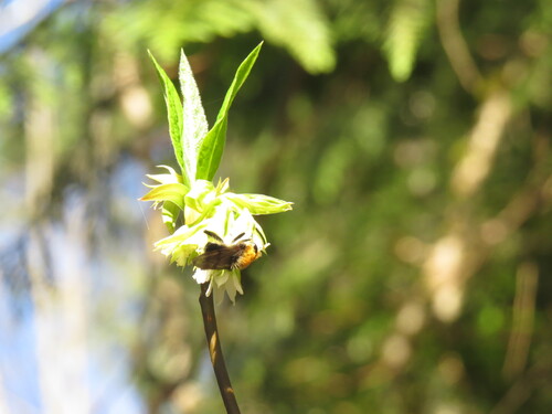 Unknown species found near Whatcom County, WA, USA
