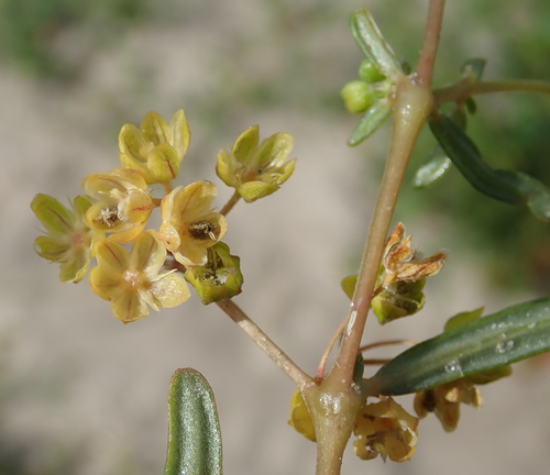 Gisekia pharnaceoides (Gisekia pharnaceoides)