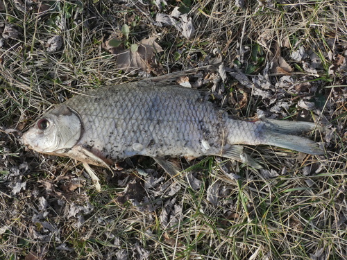 Quillback (Carpiodes cyprinus) — Catostomidae
