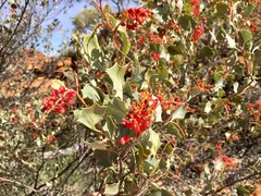 Grevillea wickhamii
