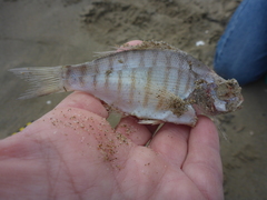 Amphistichus argenteus