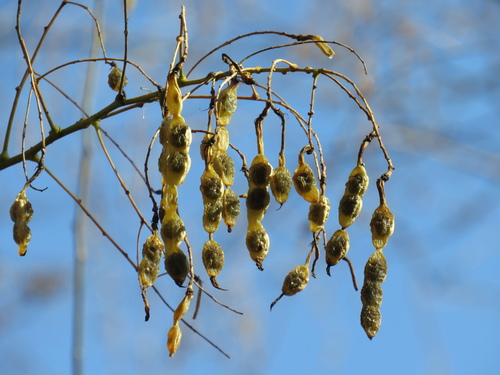 Japanese pagoda tree (Styphnolobium japonicum)