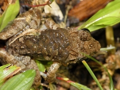 Rough Guardian Frog