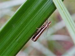 Orocrambus vittellus