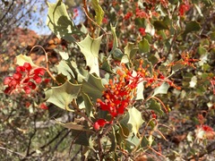 Grevillea wickhamii