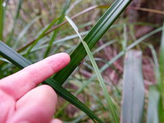 Orocrambus vittellus