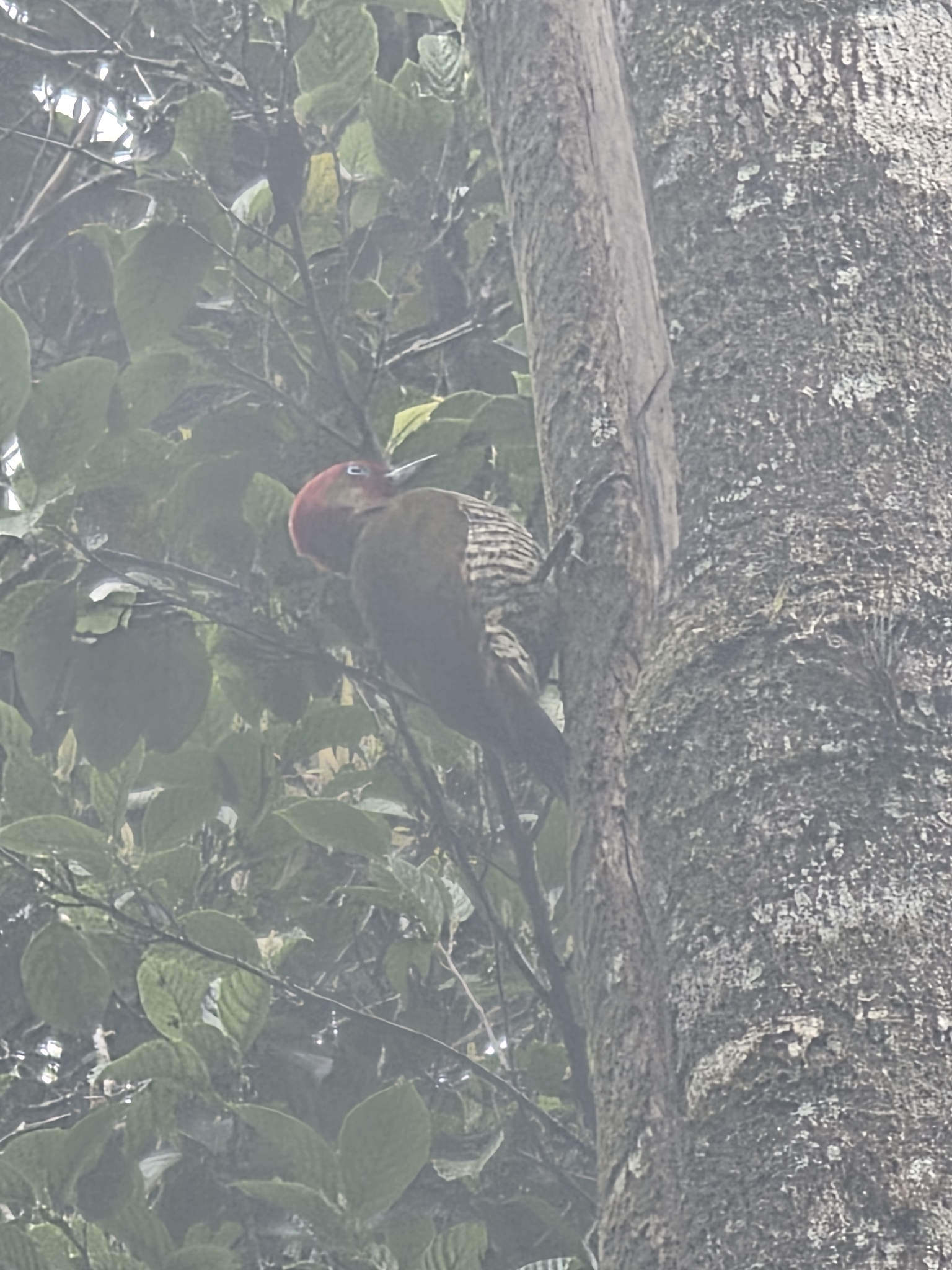 Rufous-winged Woodpecker (Piculus simplex), photo 4