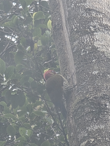 Rufous-winged Woodpecker (Piculus simplex), photo 5