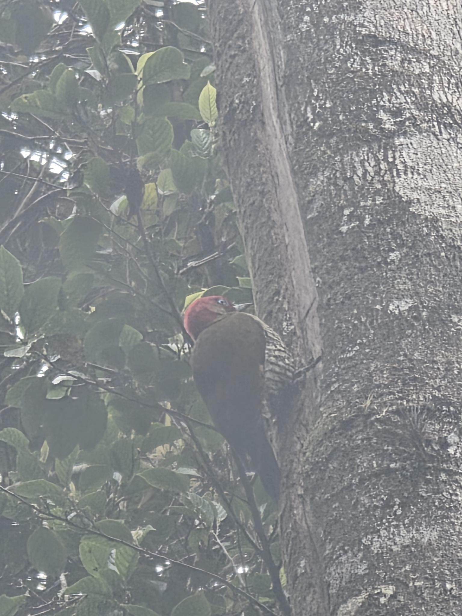 Rufous-winged Woodpecker (Piculus simplex), photo 5