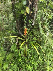 Guzmania donnellsmithii, photograph Jacek Pietruszewski, CC BY, iNaturalist via GBIF