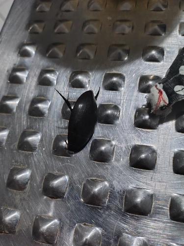 Hydrophilus ensifer