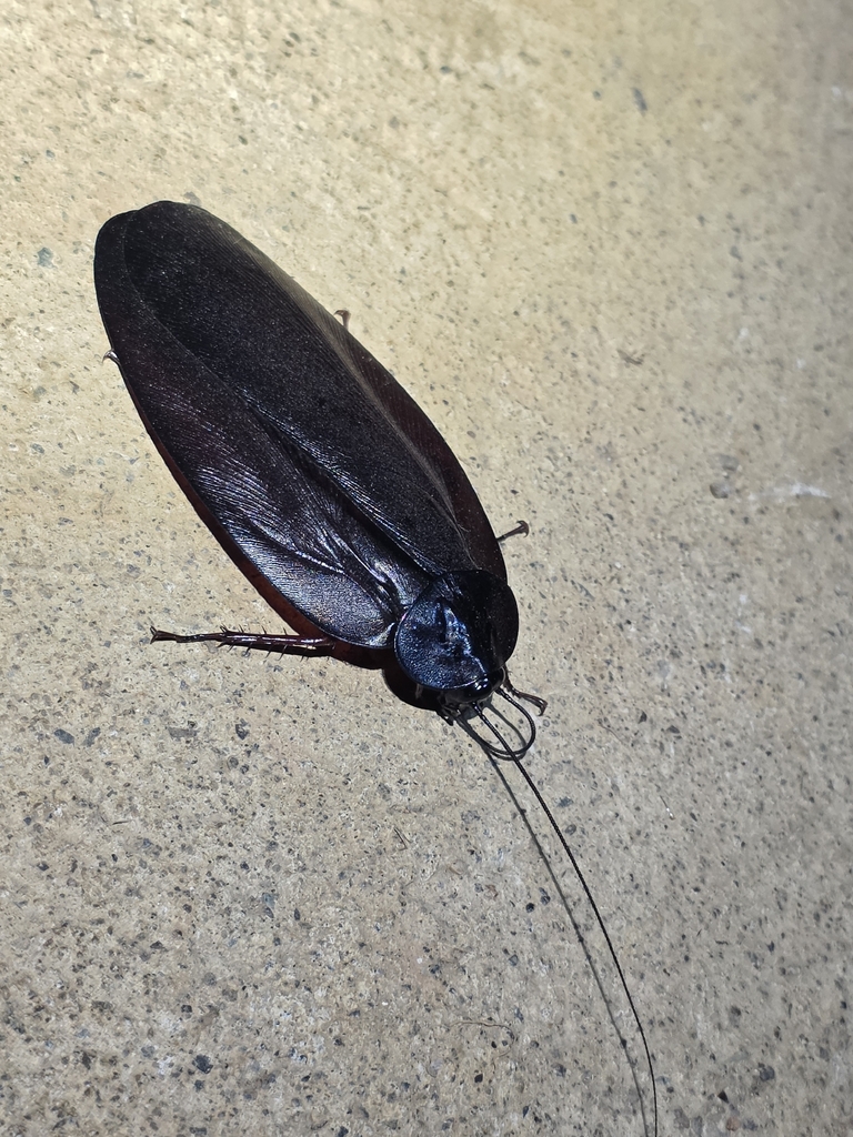 Megaloblatta blaberoides