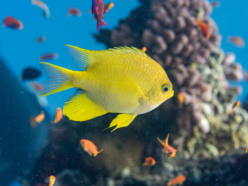 Damselfish (Amblyglyphidodon aureus) — Pomacentridae — 2