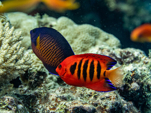 Flame angelfish (Centropyge loriculus) — Pomacanthidae — 4