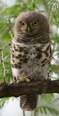 Glaucidium capense ngamiense